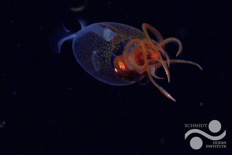 First confirmed live observation of the colossal squid, Mesonychoteuthis hamiltoni, in its natural habitat