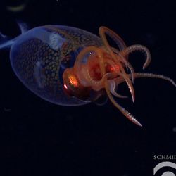 First confirmed live observation of the colossal squid, Mesonychoteuthis hamiltoni, in its natural habitat