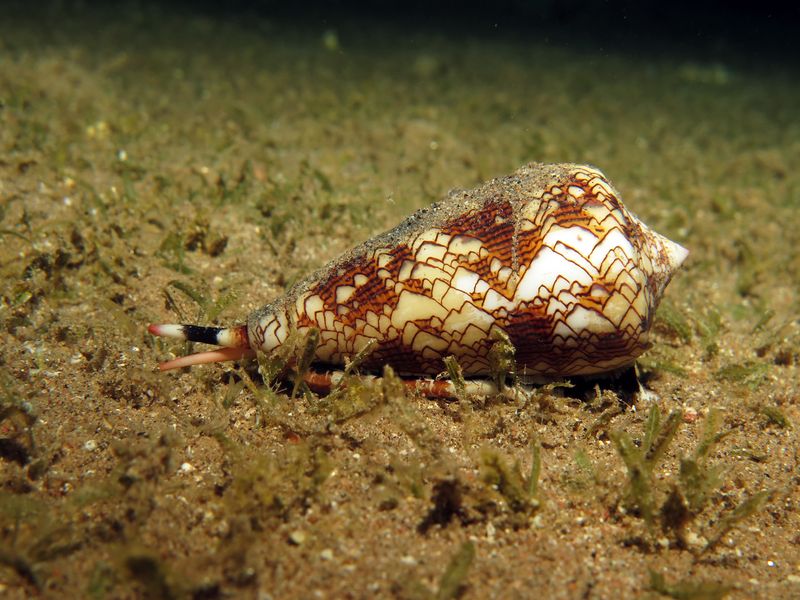 Textile cone snail laying on ocean sand bed at night