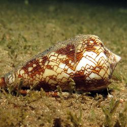 Textile cone snail laying on ocean sand bed at night