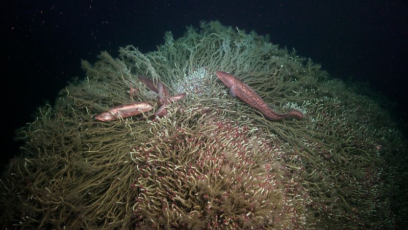 Congrio colorado (Genypterus chilensus) cusk-eels swim around a tubeworm mound near a methane seep