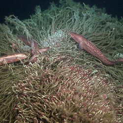 Congrio colorado (Genypterus chilensus) cusk-eels swim around a tubeworm mound near a methane seep