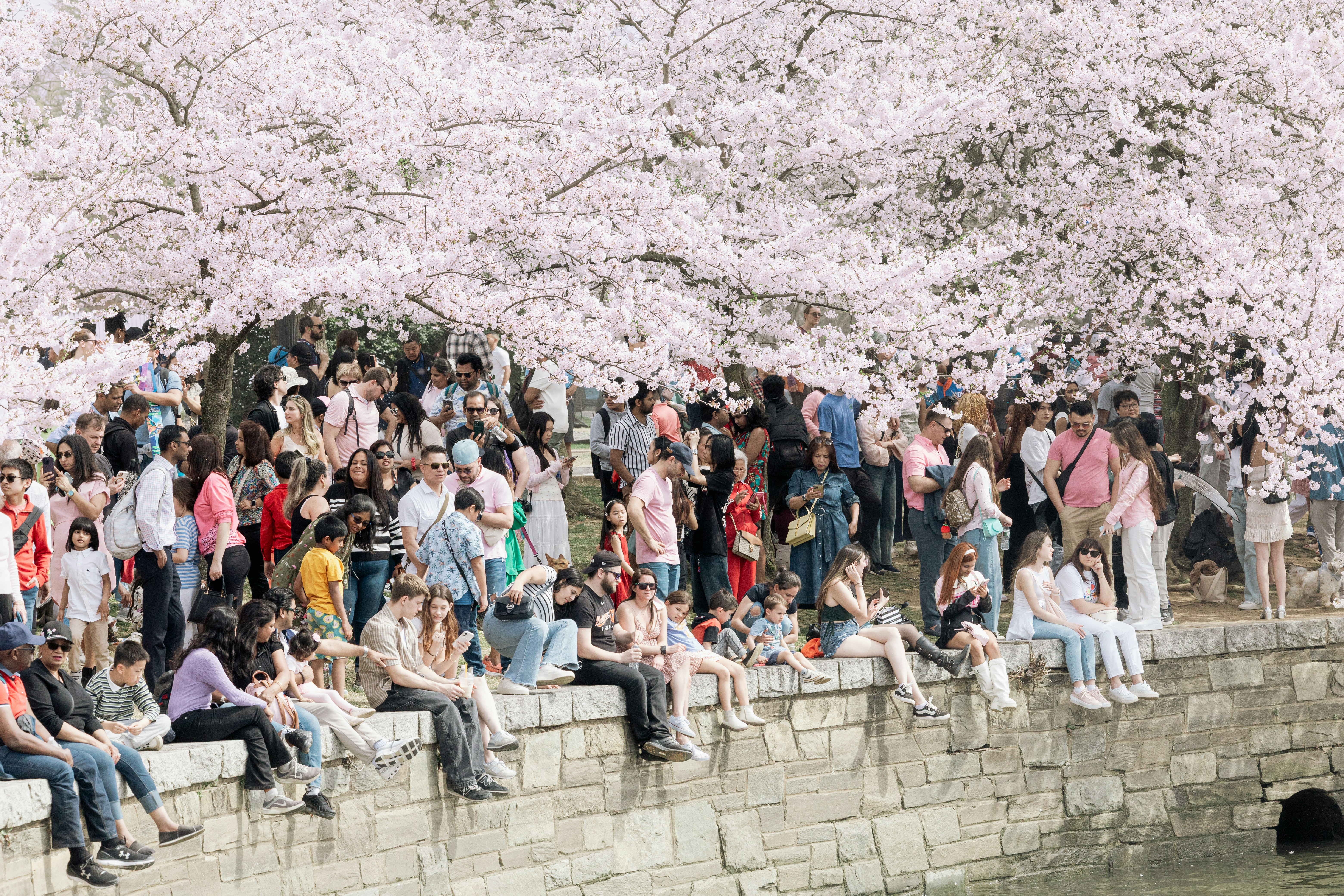 Crowds soak up the sights of the National Cherry Blossom Festival. Crowds soak up the sights of the National Cherry Blossom Festival.