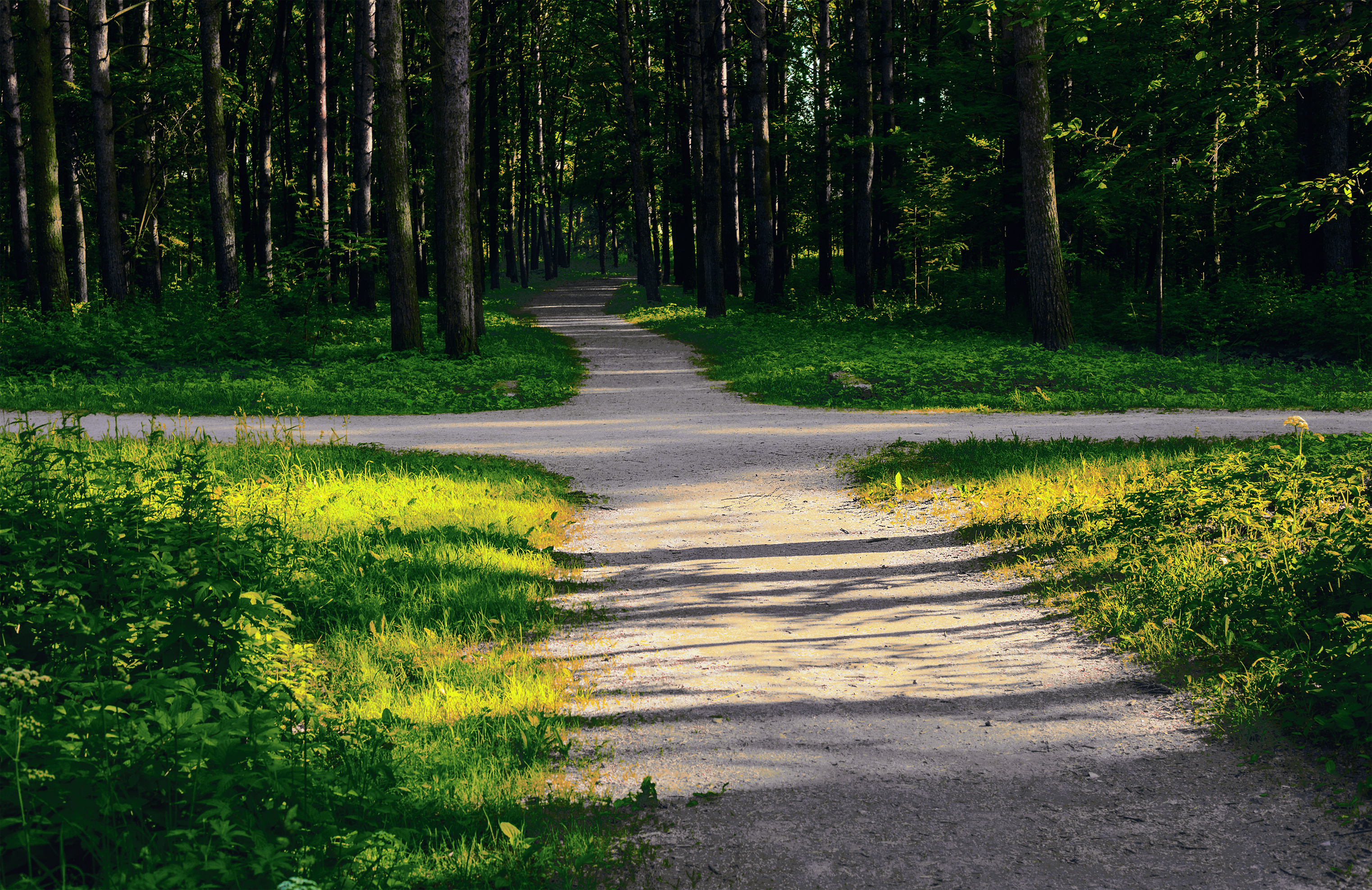 Crossroads at a path in the woods Crossroads at a path in the woods