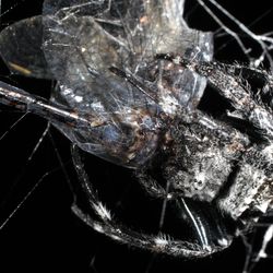 Darwin's bark spider eating dragonfly. 