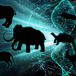 Images of a mammoth, thylacine, dodo and others that are in the running for de-extinction 
