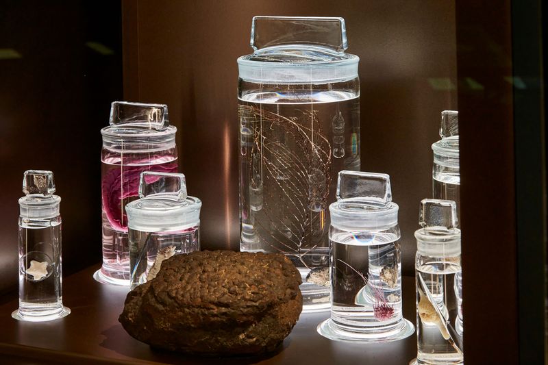 Deep-sea creatures from the Clarion-Clipperton zone