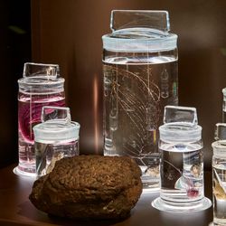 Deep-sea creatures from the Clarion-Clipperton zone