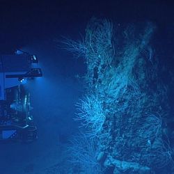 An NOAA submarine deep sea explorer looking around the atlantic ocean seabed and corals.