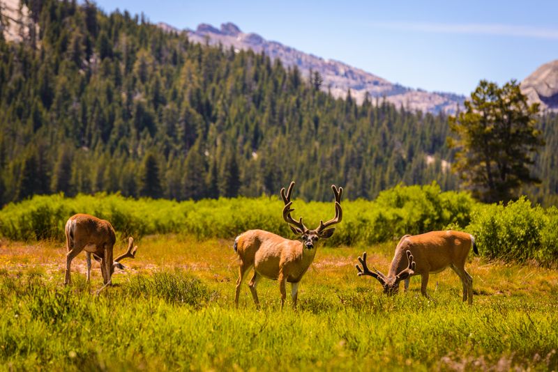 photograph of three mule deer grazing in a field at Yosemite National Park