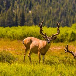 photograph of three mule deer grazing in a field at Yosemite National Park