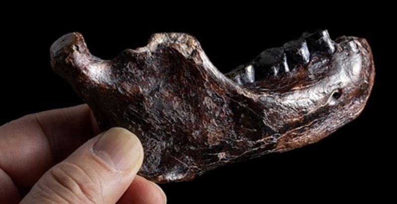 Denisovan mandible and teeth