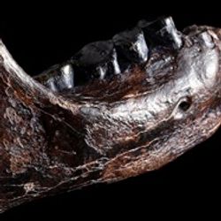 Denisovan mandible and teeth
