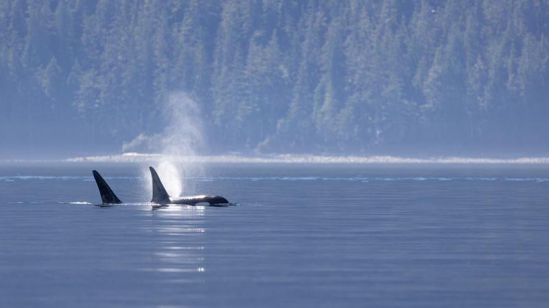 Two orca swimming at the water's surface. One has just exhaled a plumb of water. In the background, a forest covered shoreline is visible. The weather is sunny, but there is a slim line of mist near the shoreline.