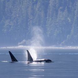Two orca swimming at the water's surface. One has just exhaled a plumb of water. In the background, a forest covered shoreline is visible. The weather is sunny, but there is a slim line of mist near the shoreline.