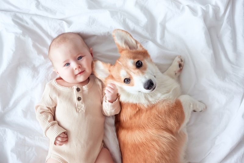 A smiling infant and ginger corgi pembroke laying on a white sheet and looking at the camera, top view. 