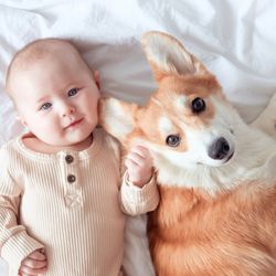 A smiling infant and ginger corgi pembroke laying on a white sheet and looking at the camera, top view. 