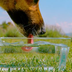 Dog drinking water from a glass bowl placed on a grassy garden lawn. The tongue of brown dog is visible as it laps up the water
