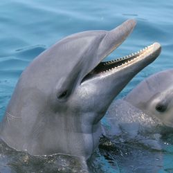 close up of two common bottlenose dolphins with their heads above the water