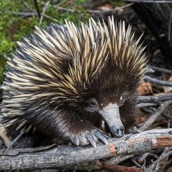 close up photo of echidna in the Australian bush