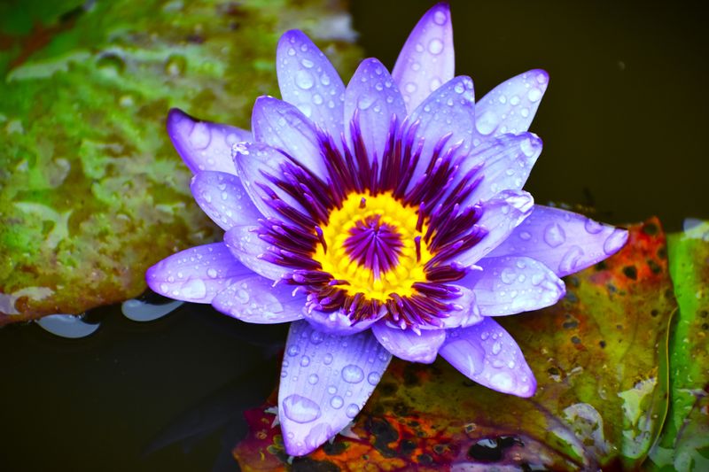 Egyptian blue lotus flower