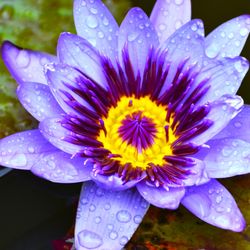 Egyptian blue lotus flower