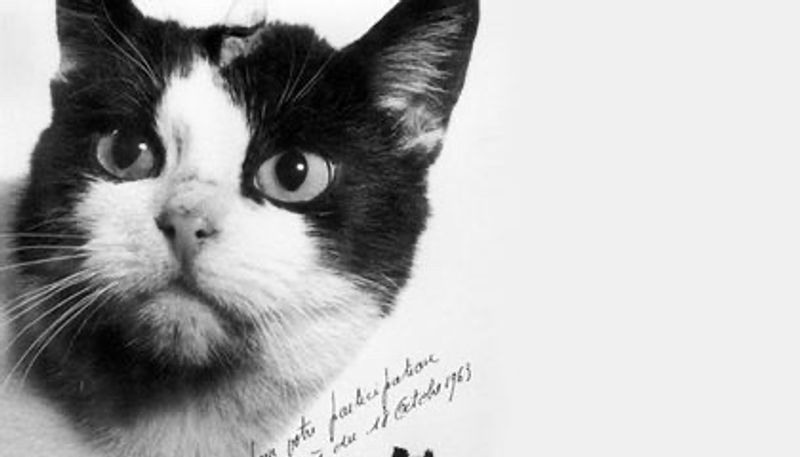 Félicette, the First Cat in Space