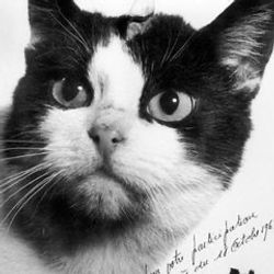 Félicette, the First Cat in Space