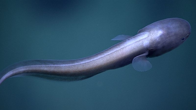 Deep sea fish was seen during a dive at Hadal Wall, the near-vertical walls of deep-sea trenches.