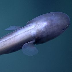 Deep sea fish was seen during a dive at Hadal Wall, the near-vertical walls of deep-sea trenches.