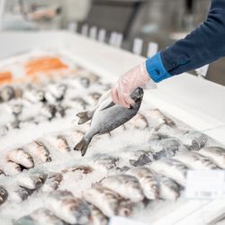 Fishmonger lays out fish on an ice counter in a supermarket. View from above on a counter with various seafood