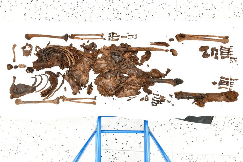 A photo showing the remains of the woman arranged on a white background. The bones of her arms are visible along with a substantial portion of her torso and abdomen which had brown tanned colored skin surrounding it. 