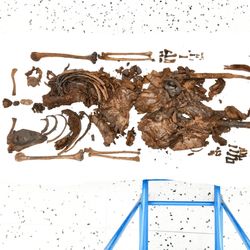 A photo showing the remains of the woman arranged on a white background. The bones of her arms are visible along with a substantial portion of her torso and abdomen which had brown tanned colored skin surrounding it. 