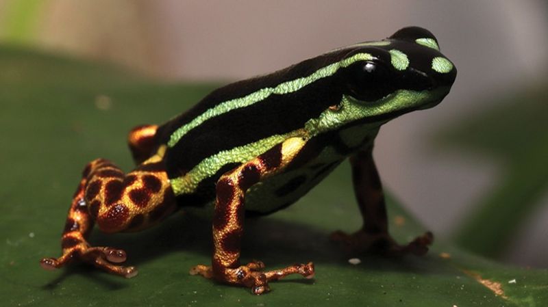 a new species of poison dart frog: it has small legs with leopard-like dark red spots against a golden background, and a dorsum with alternating black and metallic-blue green stripes