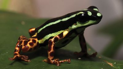 a new species of poison dart frog: it has small legs with leopard-like dark red spots against a golden background, and a dorsum with alternating black and metallic-blue green stripes