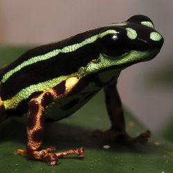 a new species of poison dart frog: it has small legs with leopard-like dark red spots against a golden background, and a dorsum with alternating black and metallic-blue green stripes