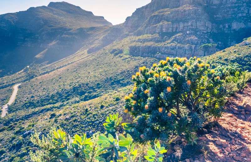 View of Table Mountain surrounded by yellow pin cushion protea bushes (Leucospermum muirii) and green fynbos, Cape Town, South Africa