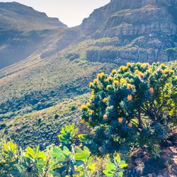 View of Table Mountain surrounded by yellow pin cushion protea bushes (Leucospermum muirii) and green fynbos, Cape Town, South Africa