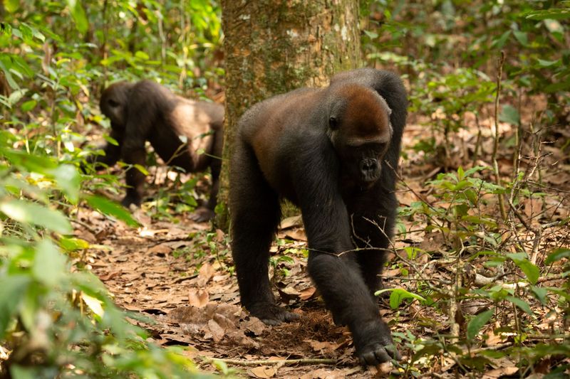 Two young gorillas, habituated to human presence, scratch the soil in search of truffles.