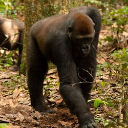 Two young gorillas, habituated to human presence, scratch the soil in search of truffles.
