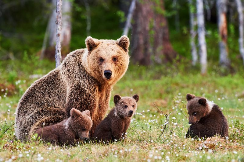 A photo showing a female grizzly bear sitting with two cubs by her feet. A third cub is sitting a few feet away. The mother bear is looking towards the camera, and the whole group are situated in a grassy clearing with some trees in the background. 