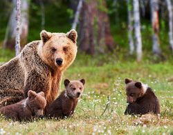 A photo showing a female grizzly bear sitting with two cubs by her feet. A third cub is sitting a few feet away. The mother bear is looking towards the camera, and the whole group are situated in a grassy clearing with some trees in the background. 