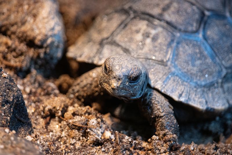 close up of galapagos tortoise hatchling