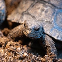 close up of galapagos tortoise hatchling