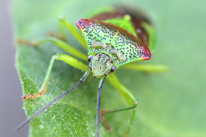 Bright green shield bug with red patched and little black dots on its body. The bug has long black antenna.