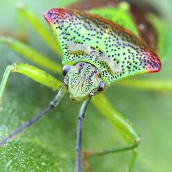 Bright green shield bug with red patched and little black dots on its body. The bug has long black antenna.