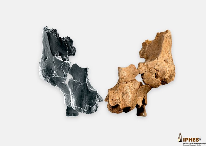 Homo aff. erectus face