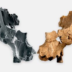 Homo aff. erectus face