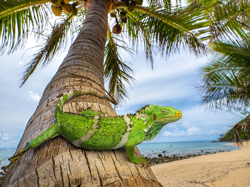 This Fijian crested iguana (Brachylophus vitiensis)'s ancestors probably reached the island when a trees got washed into the Pacific Ocean from North America and carried them across it.