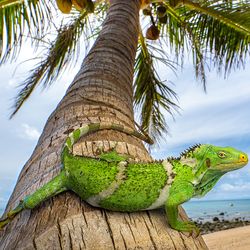 This Fijian crested iguana (Brachylophus vitiensis)'s ancestors probably reached the island when a trees got washed into the Pacific Ocean from North America and carried them across it.